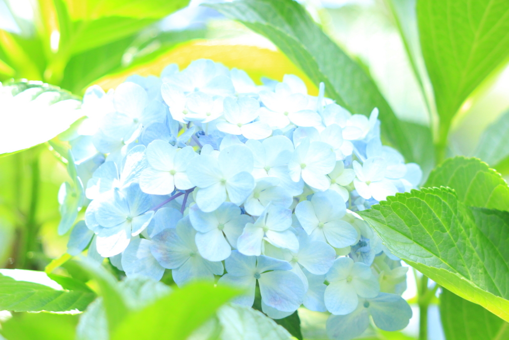 f:id:hanakasumi:20180617101824j:plain