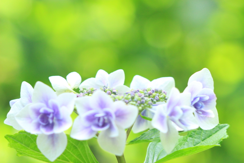 f:id:hanakasumi:20180617102042j:plain