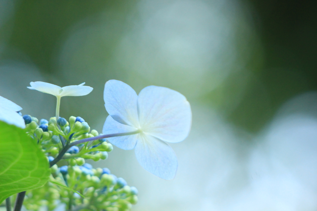 f:id:hanakasumi:20180617102603j:plain