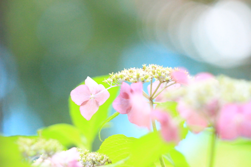 f:id:hanakasumi:20180617104010j:plain