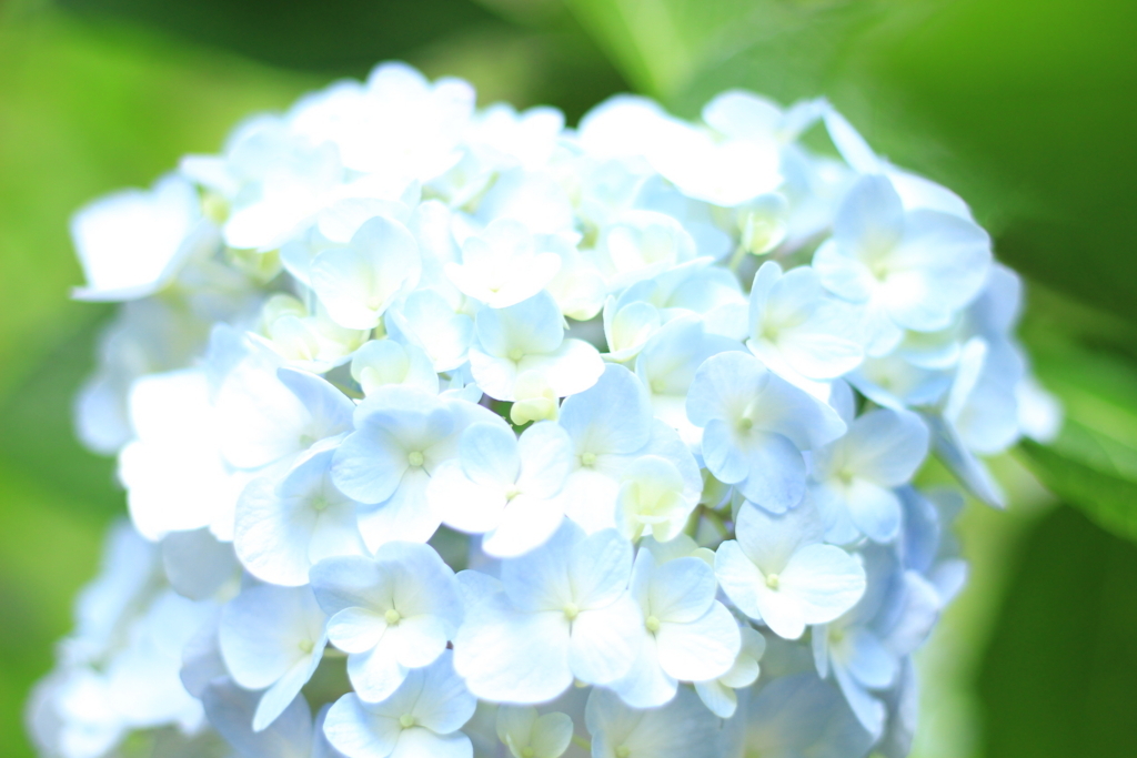 f:id:hanakasumi:20180617104814j:plain