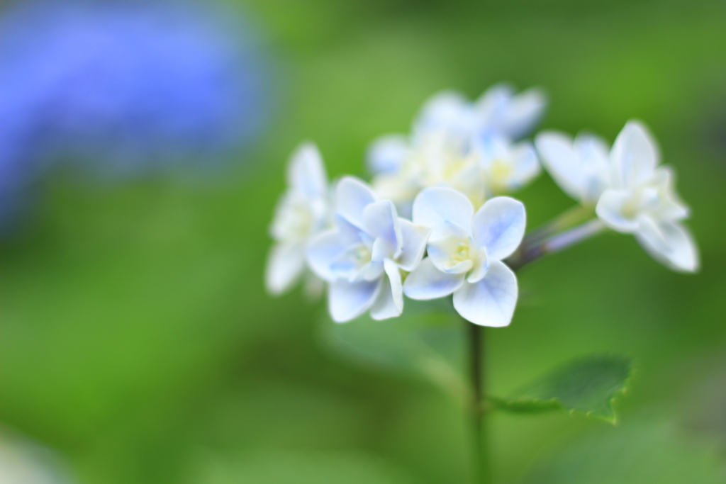 f:id:hanakasumi:20180617104918j:plain