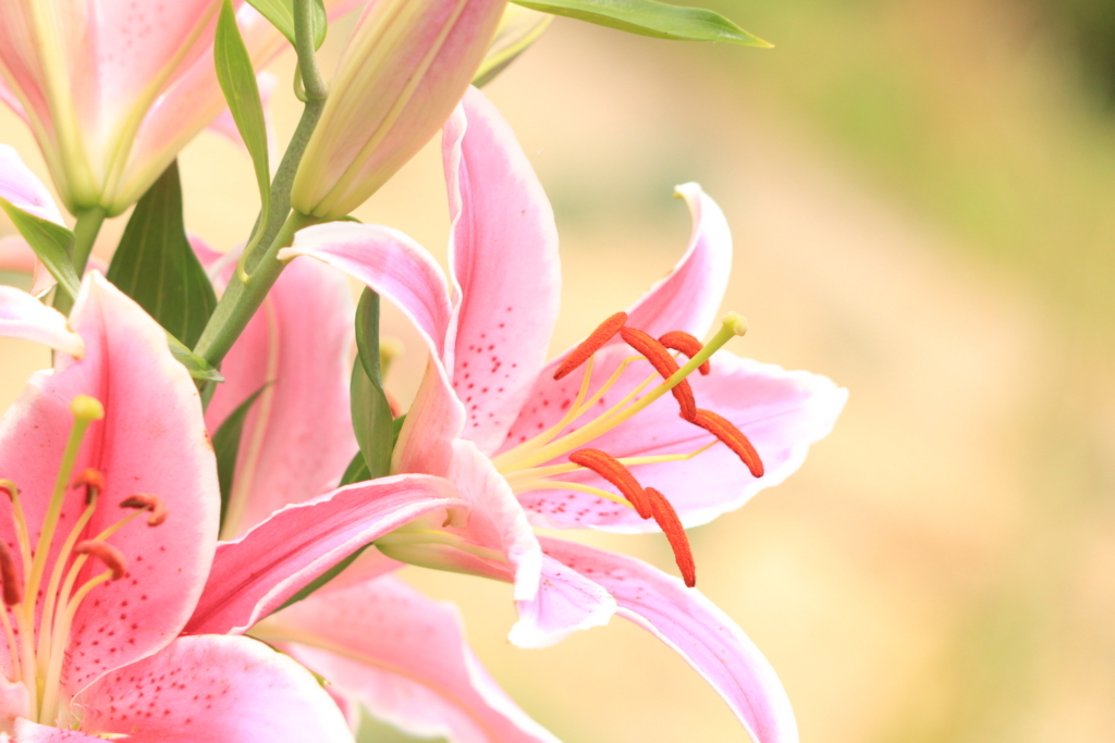 f:id:hanakasumi:20180709081853j:plain