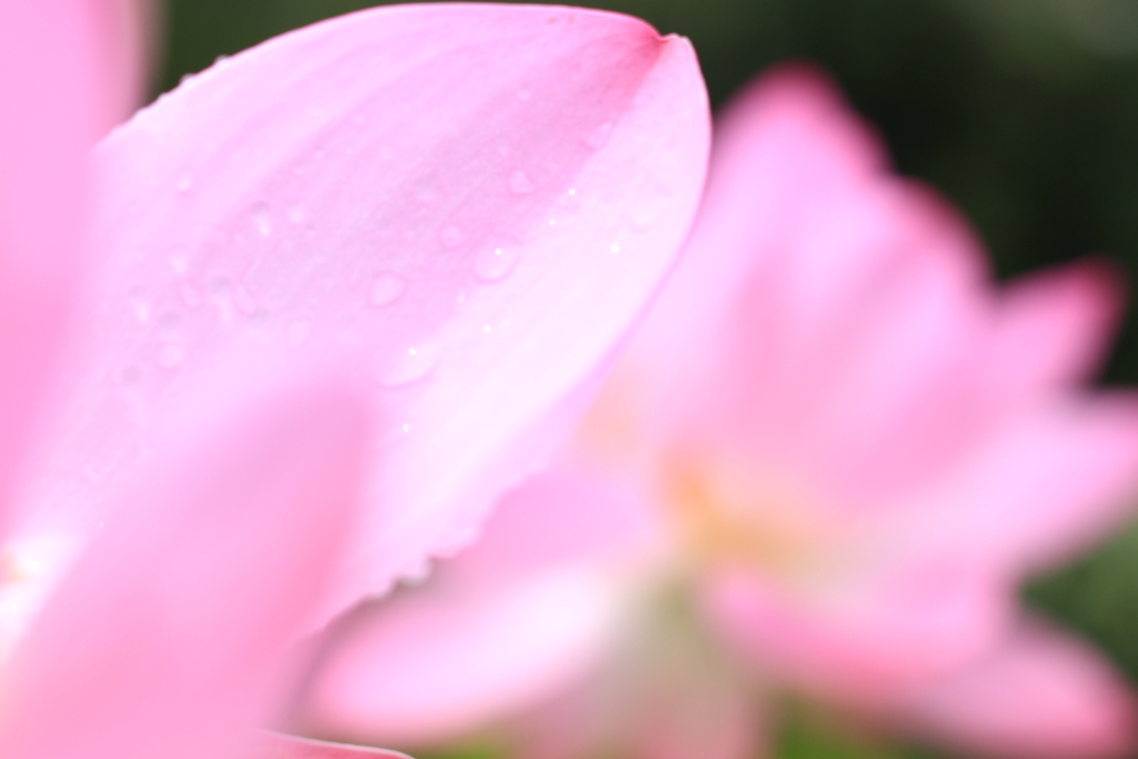 f:id:hanakasumi:20180721203953j:plain