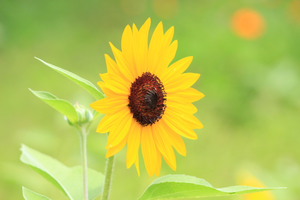 f:id:hanakasumi:20180721204036j:plain