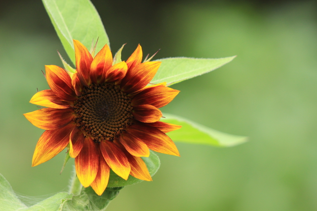 f:id:hanakasumi:20180721204323j:plain