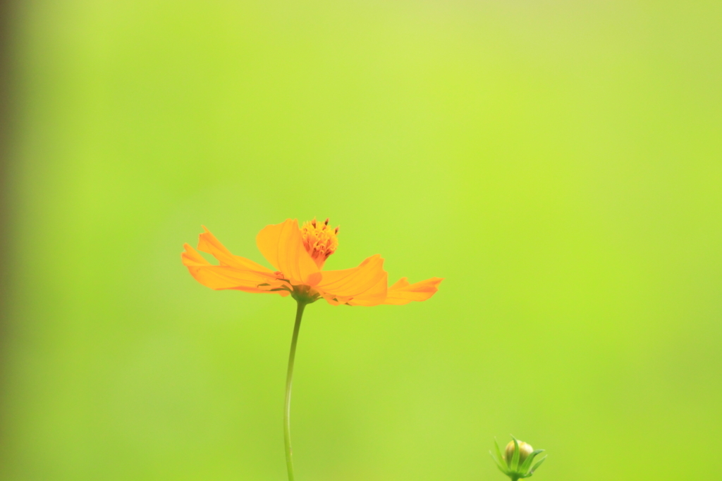 f:id:hanakasumi:20180721204649j:plain