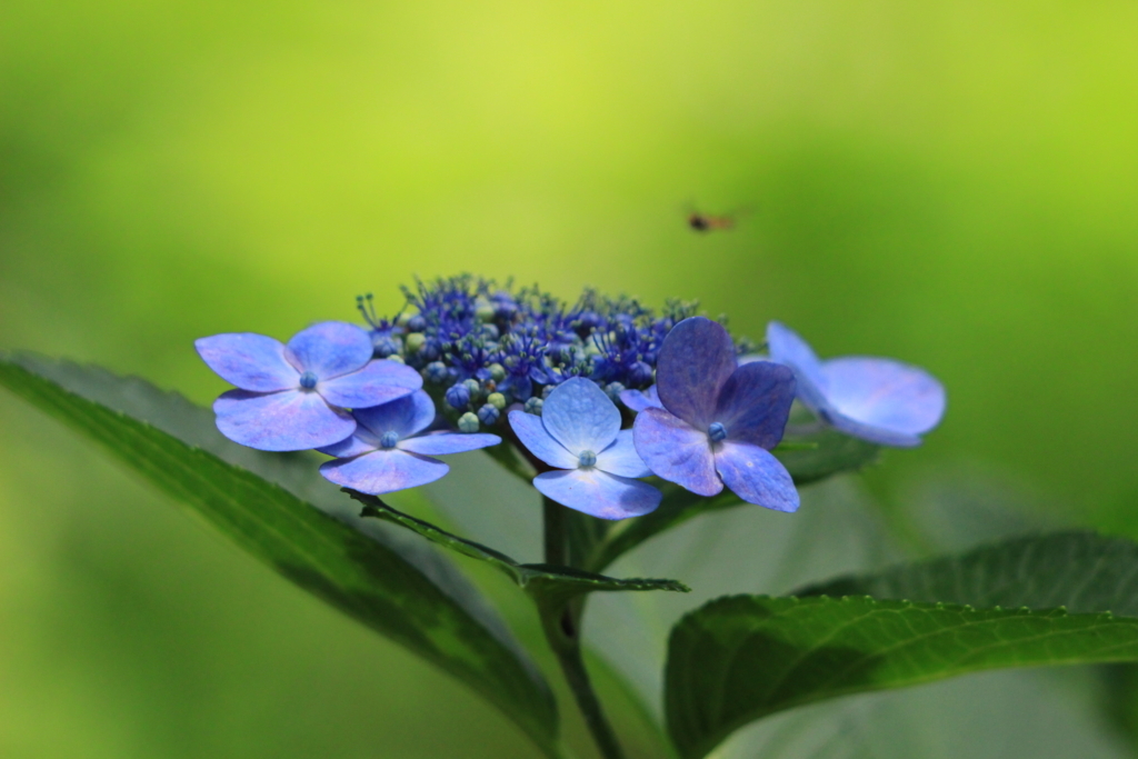 f:id:hanakasumi:20180721204839j:plain