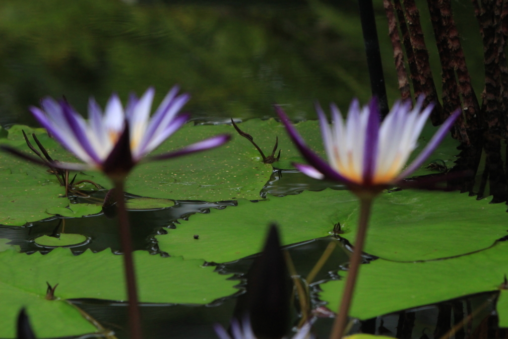 f:id:hanakasumi:20180721205906j:plain