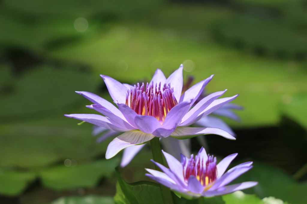 f:id:hanakasumi:20180721210416j:plain