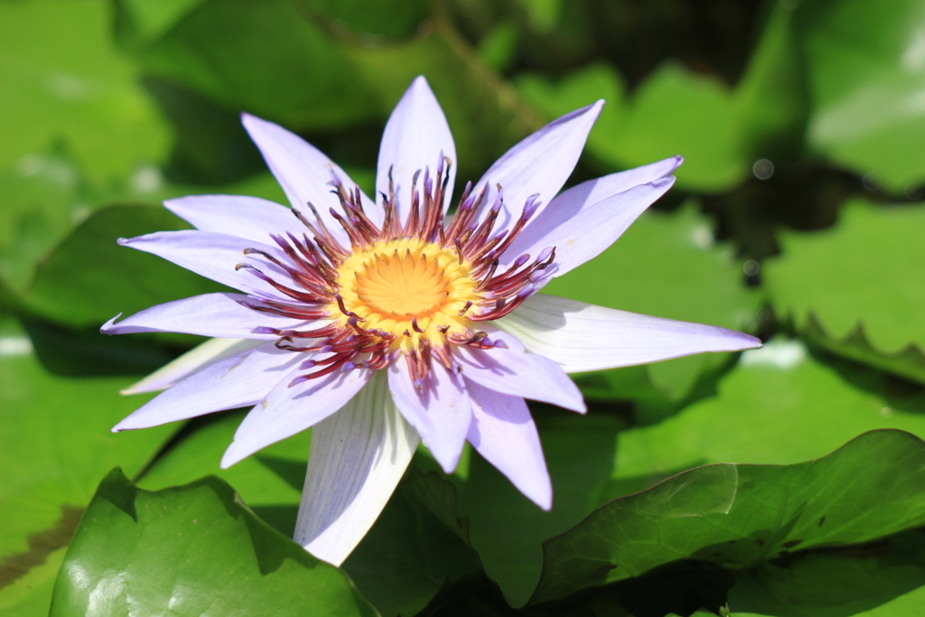 f:id:hanakasumi:20180721211439j:plain