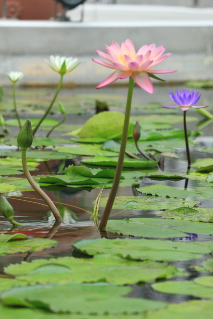 f:id:hanakasumi:20180721211619j:plain