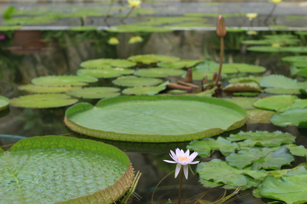 f:id:hanakasumi:20180721211934j:plain