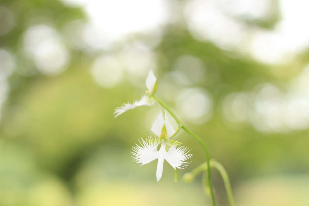 f:id:hanakasumi:20180812185545j:plain