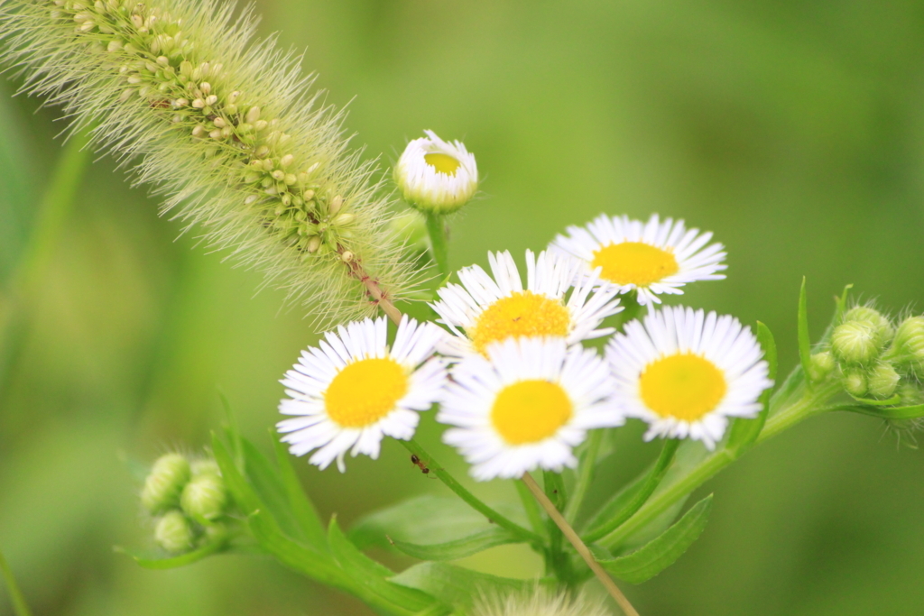 f:id:hanakasumi:20180812185929j:plain