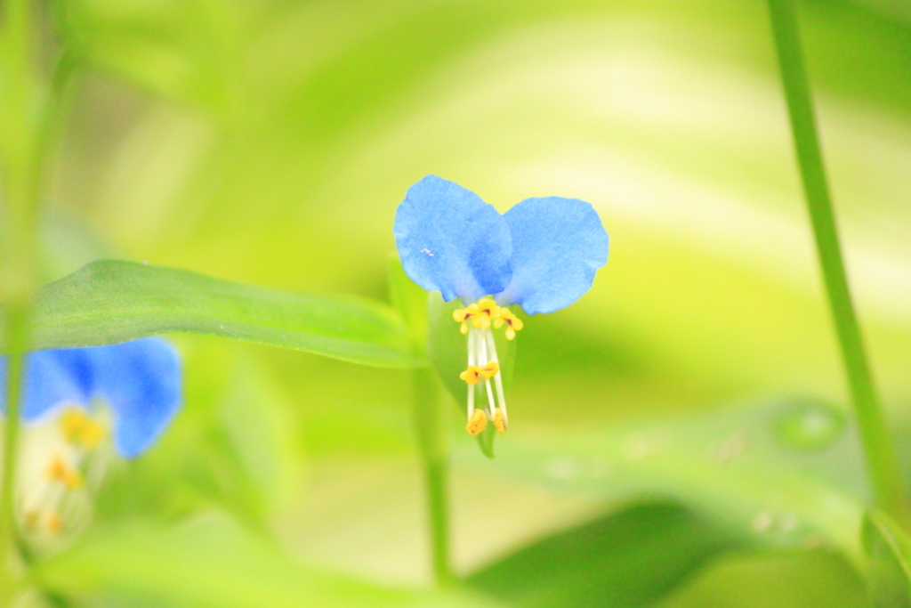 f:id:hanakasumi:20180812190128j:plain