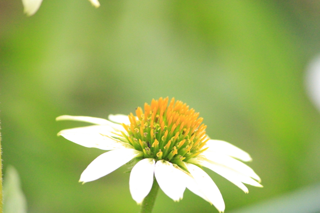 f:id:hanakasumi:20180812190657j:plain