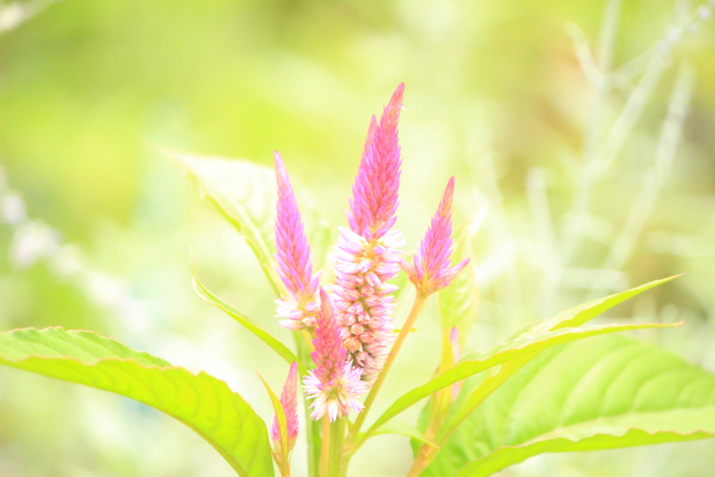 f:id:hanakasumi:20180812190803j:plain