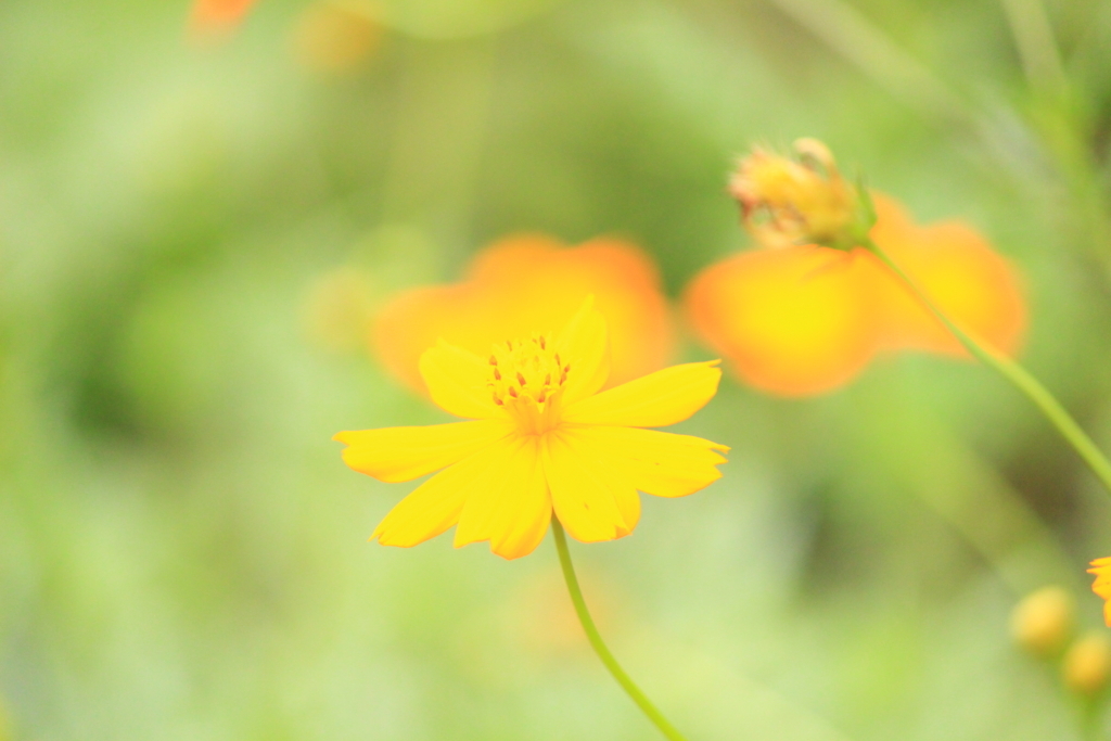 f:id:hanakasumi:20180812190926j:plain