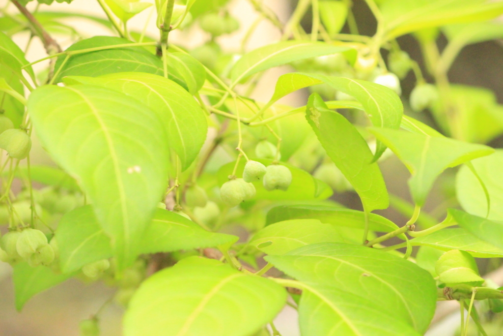 f:id:hanakasumi:20180812191706j:plain