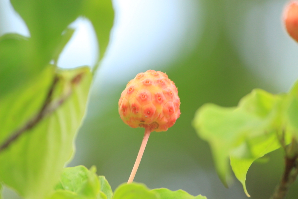 f:id:hanakasumi:20180812191815j:plain