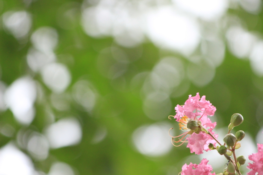 f:id:hanakasumi:20180812192022j:plain