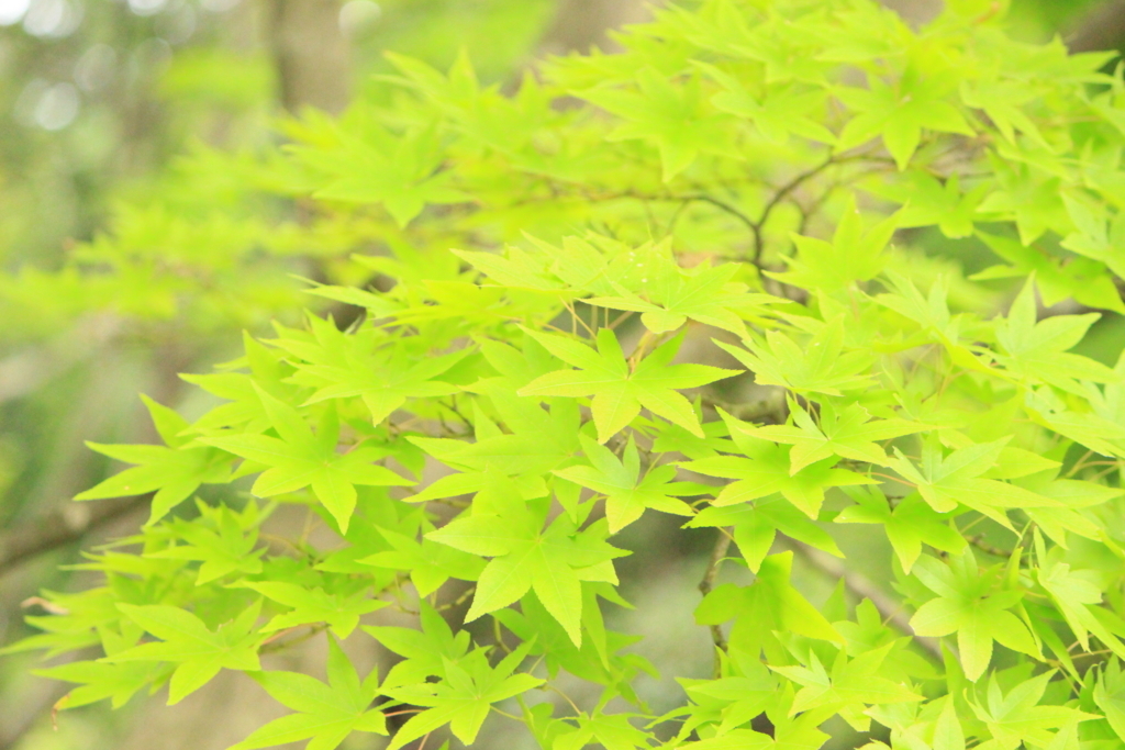 f:id:hanakasumi:20180812192339j:plain