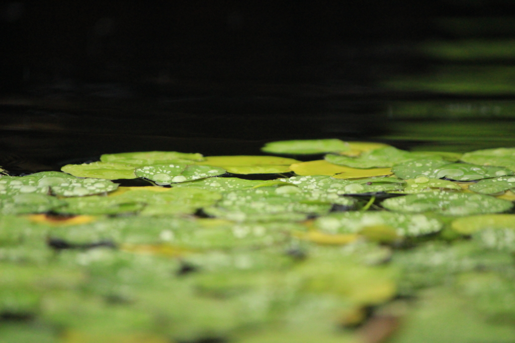 f:id:hanakasumi:20180812193235j:plain