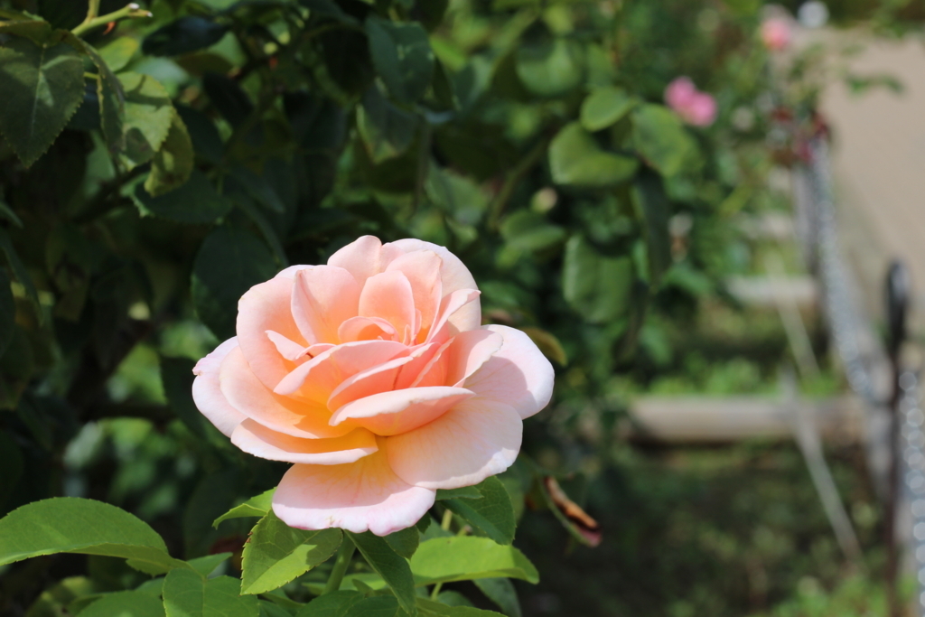 f:id:hanakasumi:20180824232914j:plain