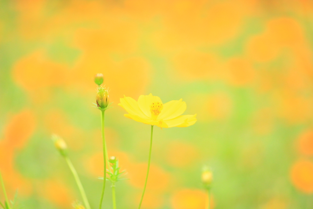 f:id:hanakasumi:20180916073514j:plain