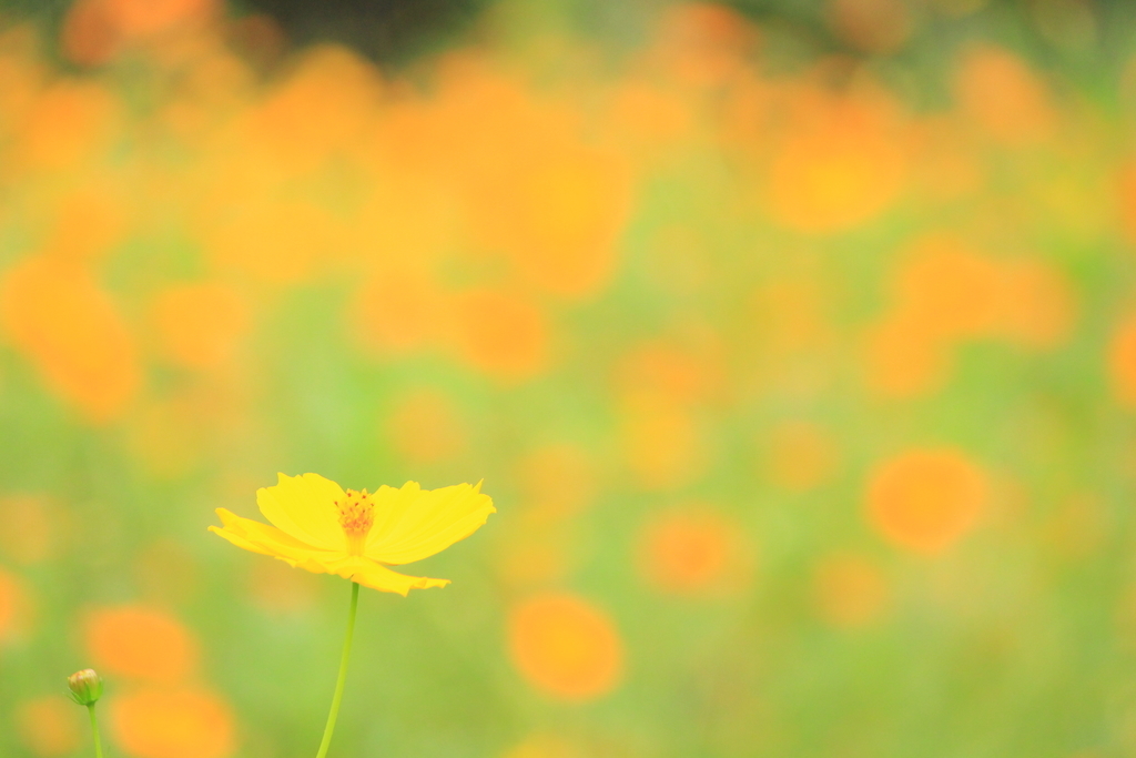 f:id:hanakasumi:20180916074727j:plain