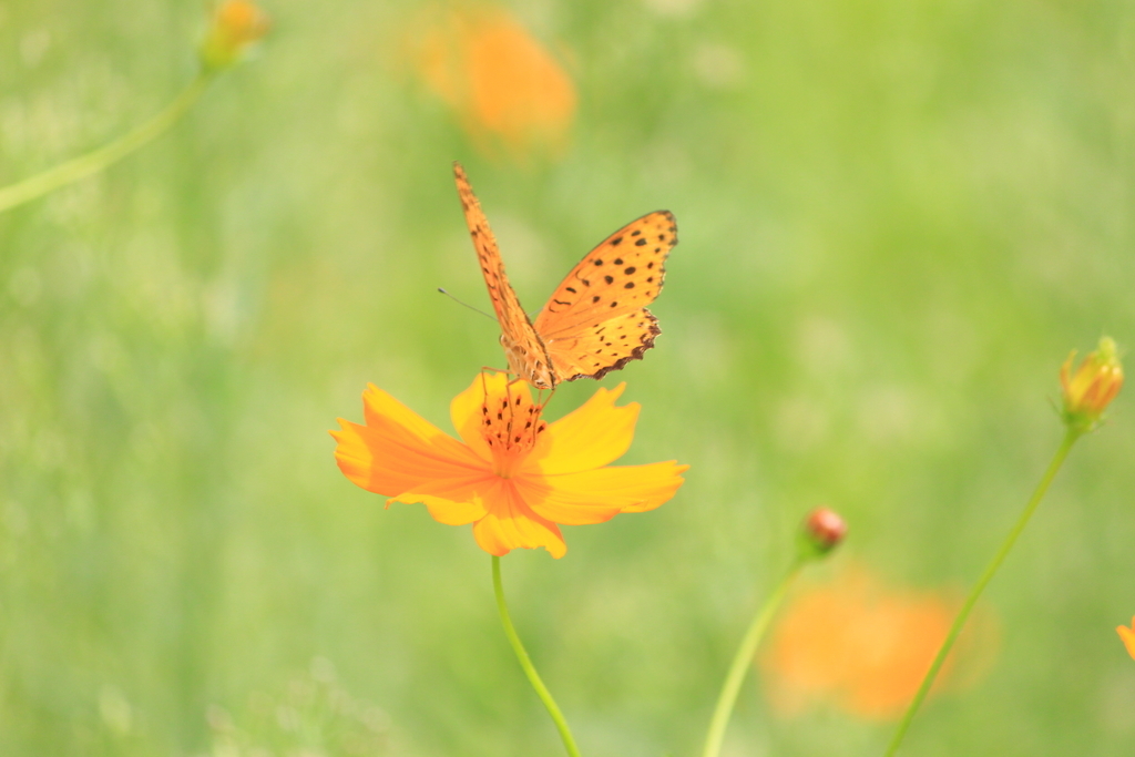 f:id:hanakasumi:20180916075128j:plain