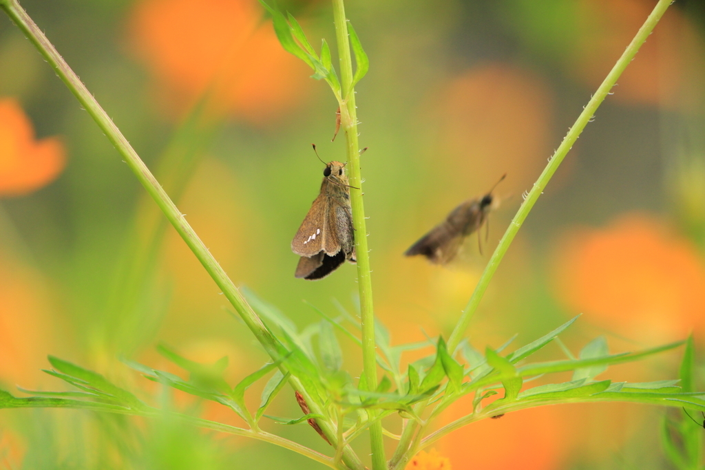 f:id:hanakasumi:20180916080306j:plain