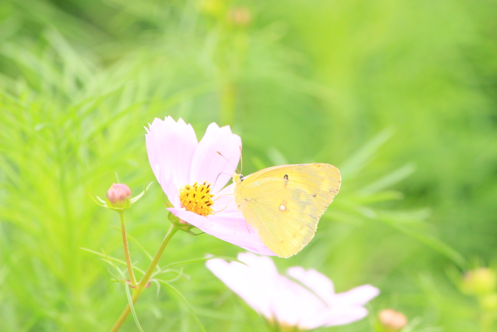 f:id:hanakasumi:20180916080510j:plain