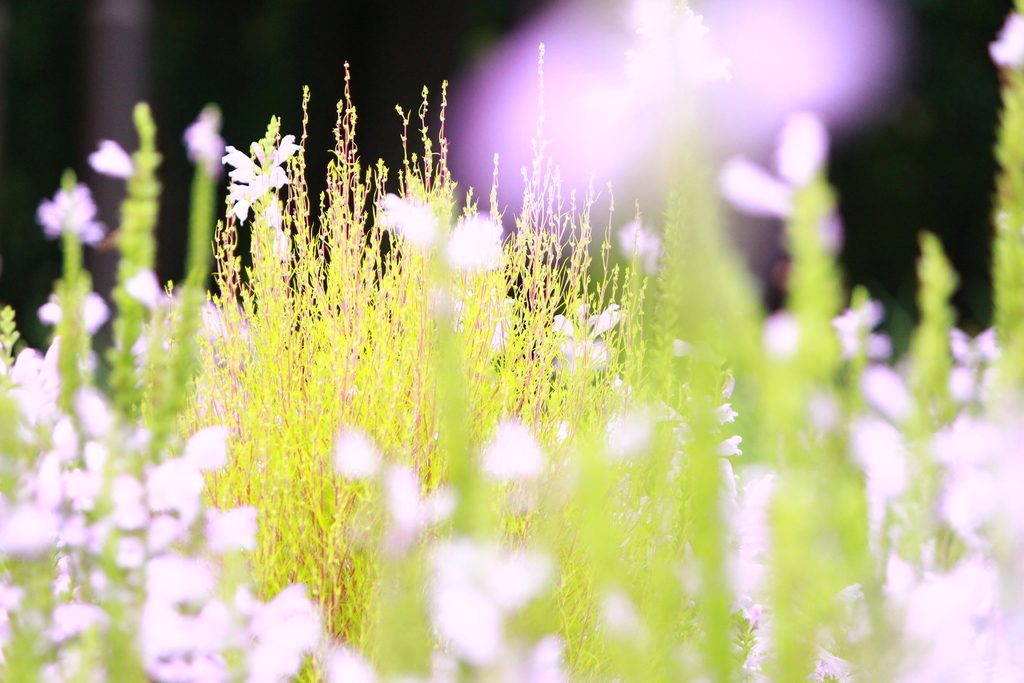 f:id:hanakasumi:20180916082925j:plain