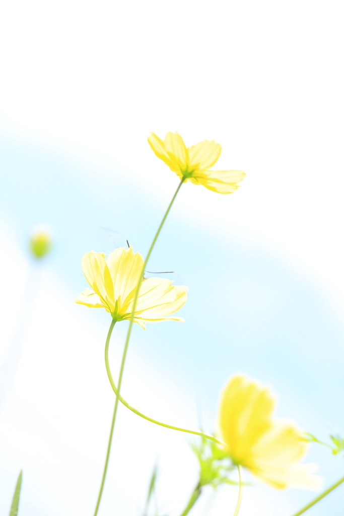 f:id:hanakasumi:20180923234733j:plain