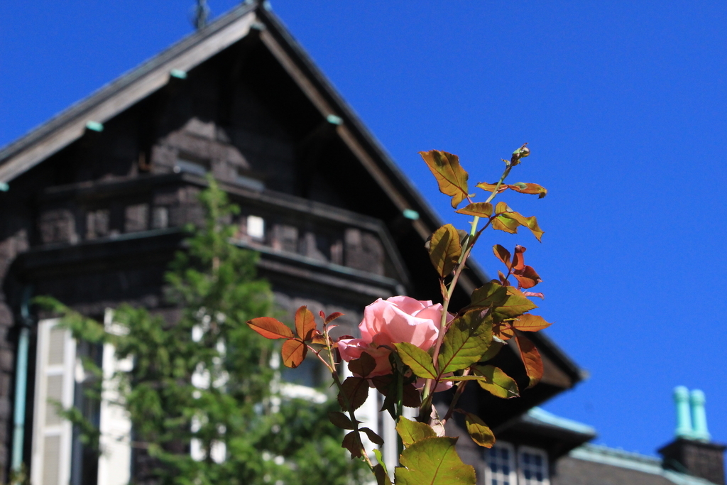 f:id:hanakasumi:20181008000234j:plain