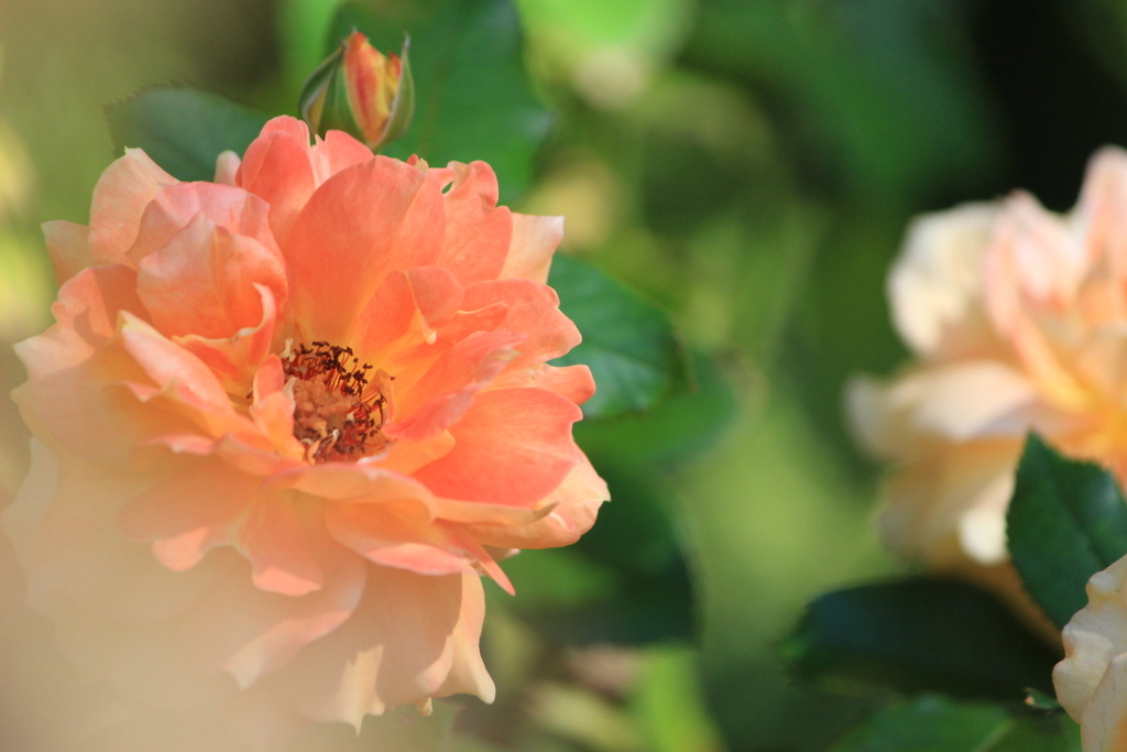 f:id:hanakasumi:20181008002136j:plain