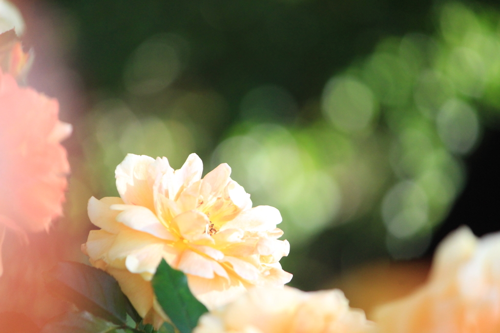 f:id:hanakasumi:20181008002352j:plain