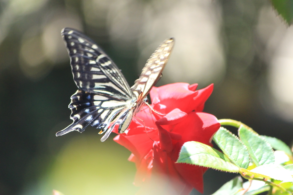 f:id:hanakasumi:20181008002501j:plain