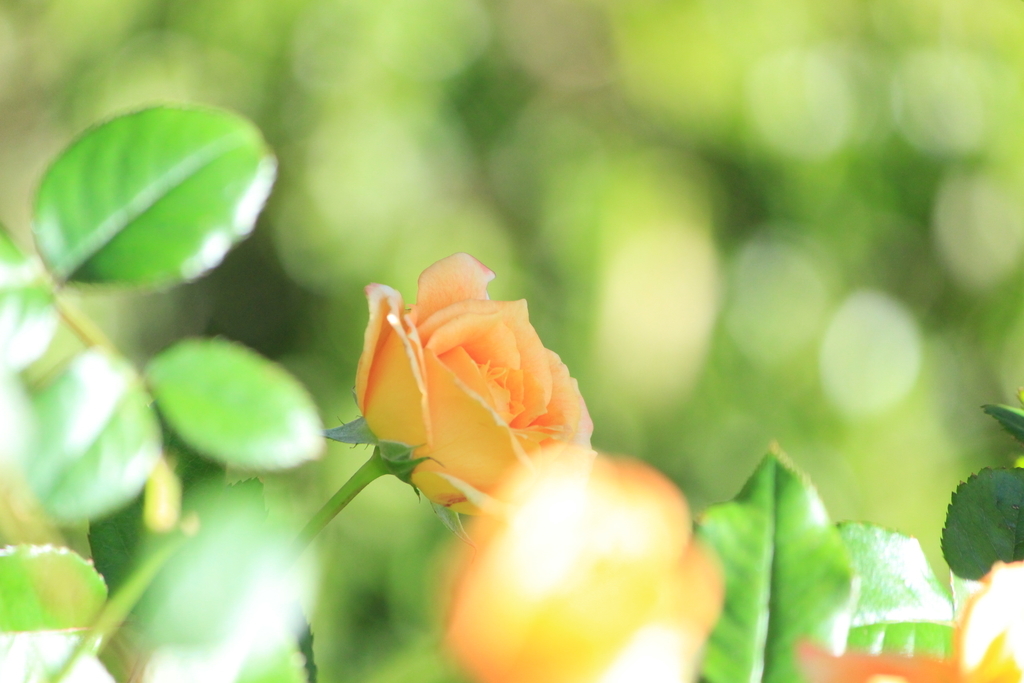 f:id:hanakasumi:20181008002721j:plain