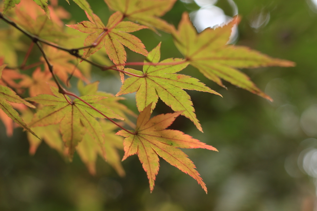 f:id:hanakasumi:20181205142403j:plain