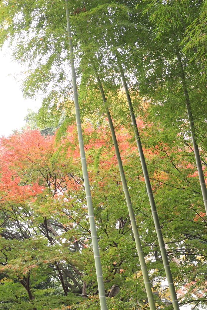 f:id:hanakasumi:20181205142445j:plain