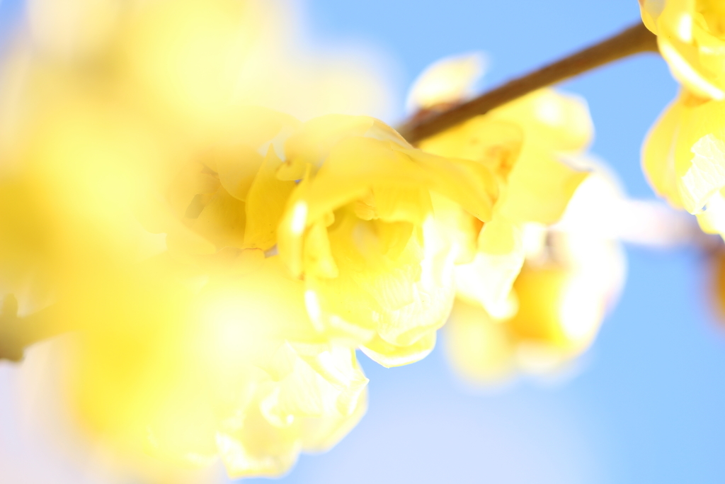 f:id:hanakasumi:20181230231732j:plain