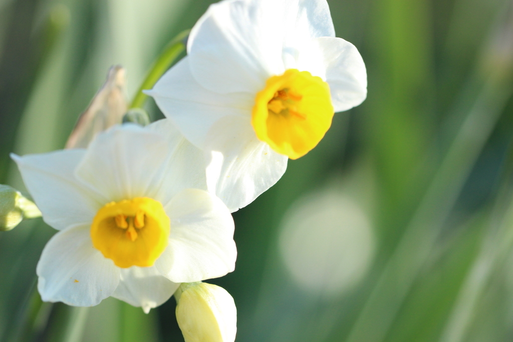 f:id:hanakasumi:20181230232441j:plain