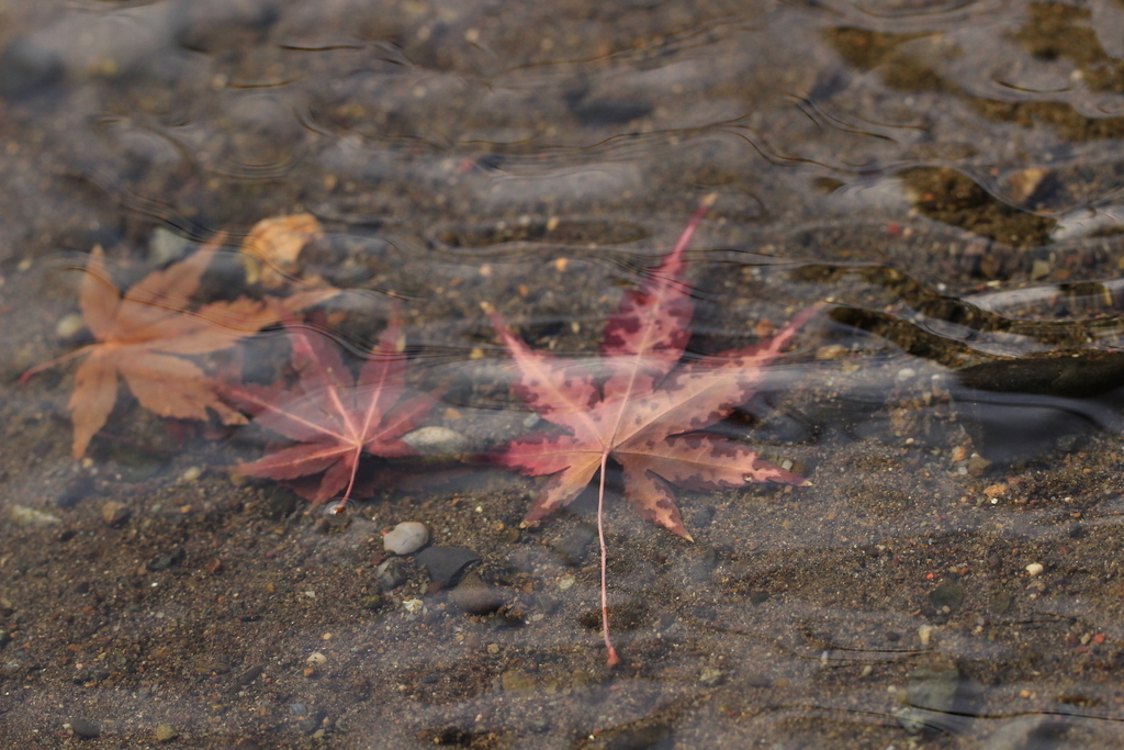 f:id:hanakasumi:20190112121258j:plain f:id:hanakasumi:20190112121258j:plain