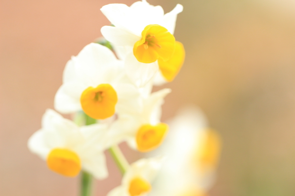 f:id:hanakasumi:20190112123927j:plain f:id:hanakasumi:20190112123927j:plain