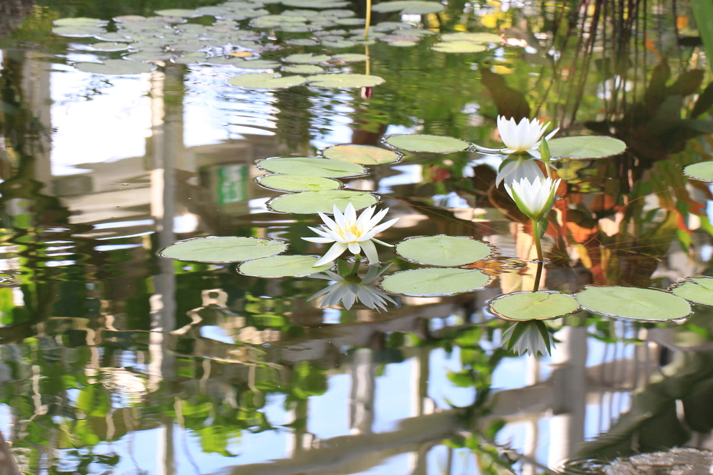 f:id:hanakasumi:20190120145101j:plain