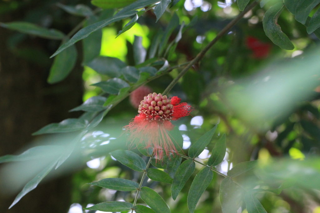 f:id:hanakasumi:20190120151702j:plain