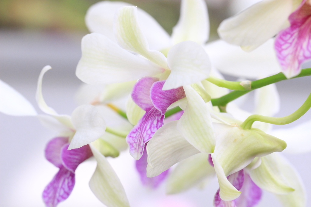 f:id:hanakasumi:20190120152022j:plain